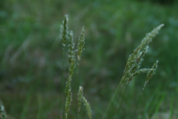 Anthoxanthum odoratum Gewoon reukgras bestellen